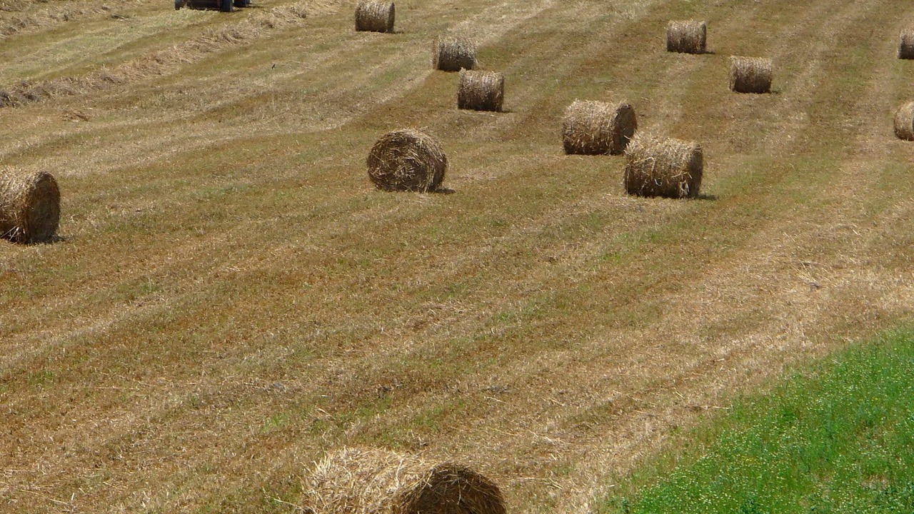 Photo of Others in Vinci