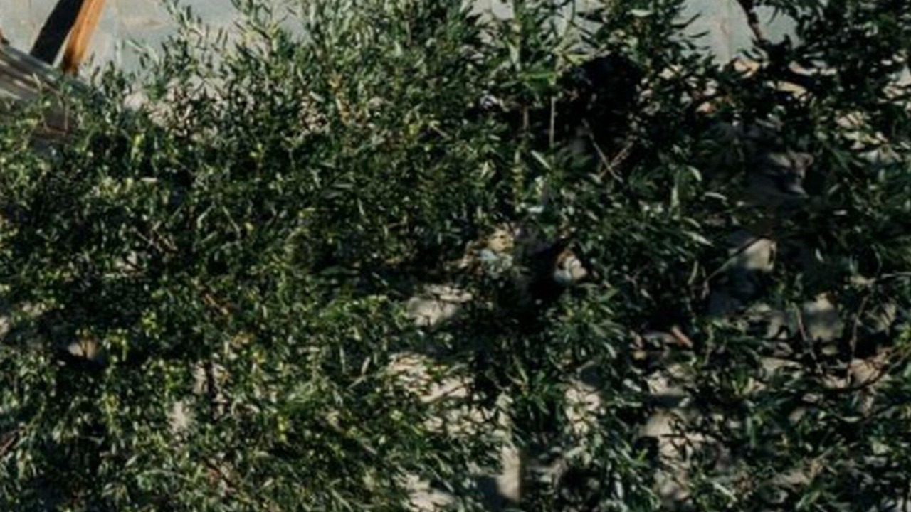 Photo of Others in Agia Galini