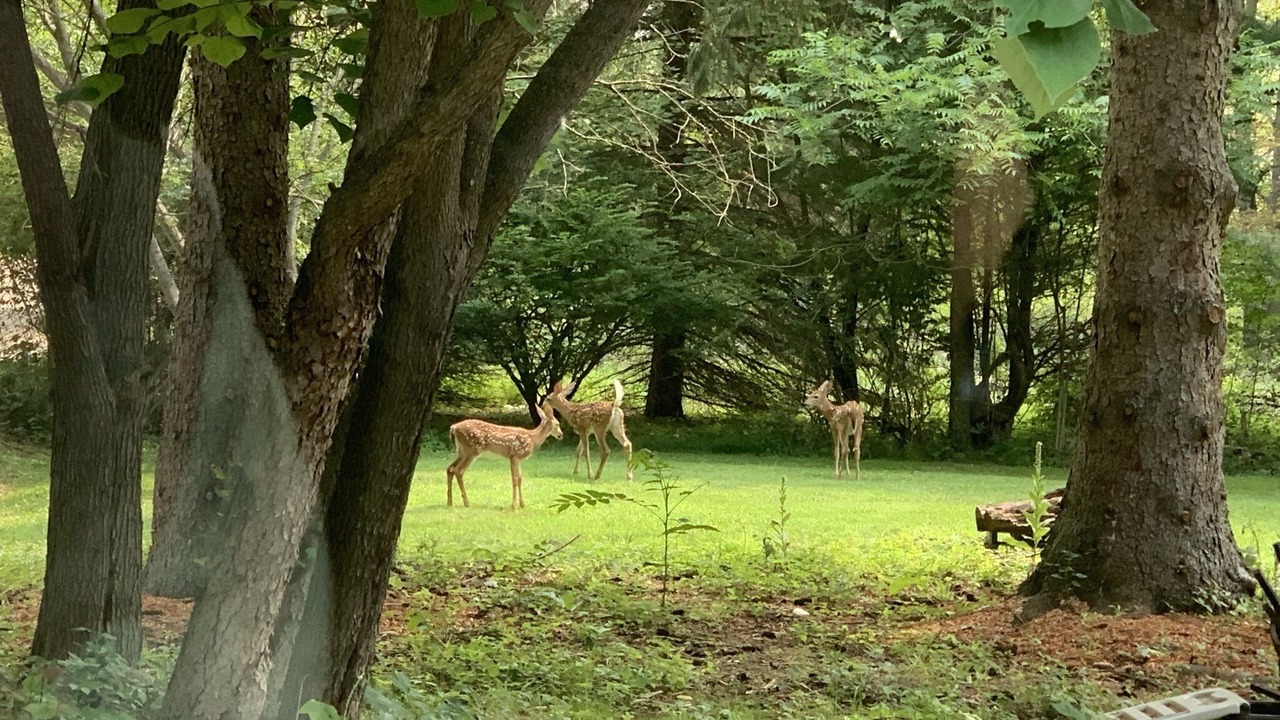 Photo of Outdoor in Ann Arbor