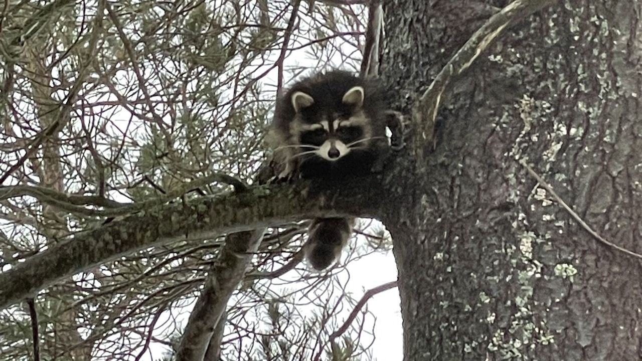 Photo of Others in Lake Arrowhead