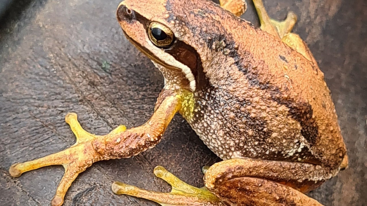Photo of Others in Wattle Bank
