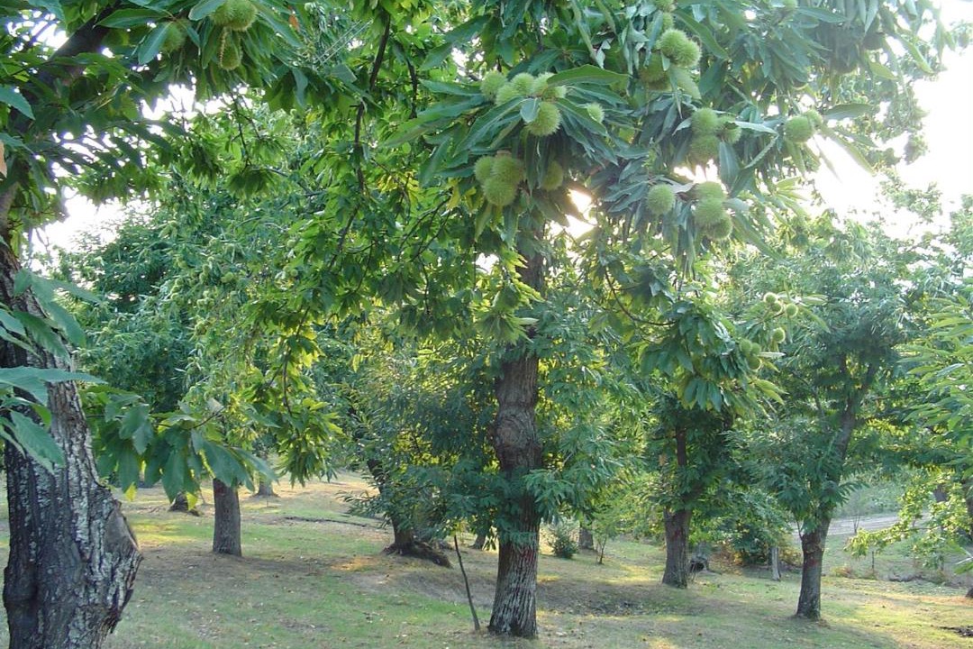 Photo of Others in Arcidosso