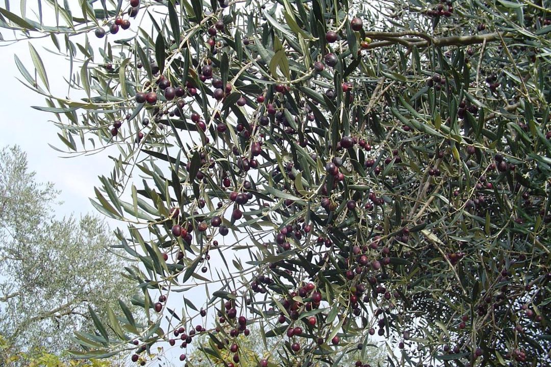Photo of Others in Arcidosso