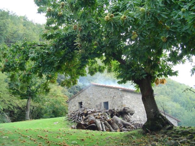 Photo of Others in Arcidosso