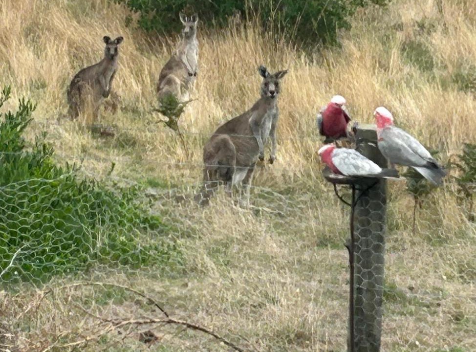 Photo of Others in Venus Bay