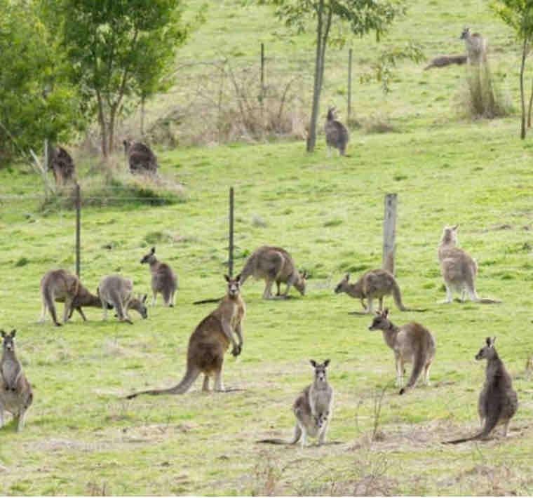 Photo of Others in Red Hill