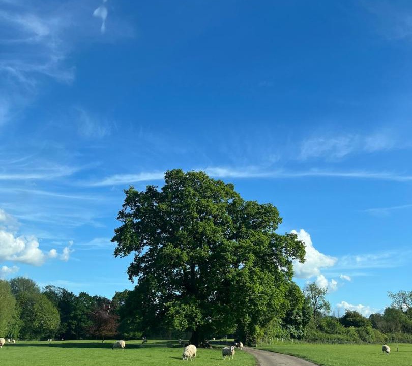 Photo of Others in Oddington