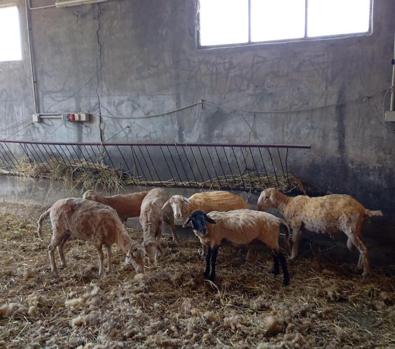 Photo of Others in Roccalbegna
