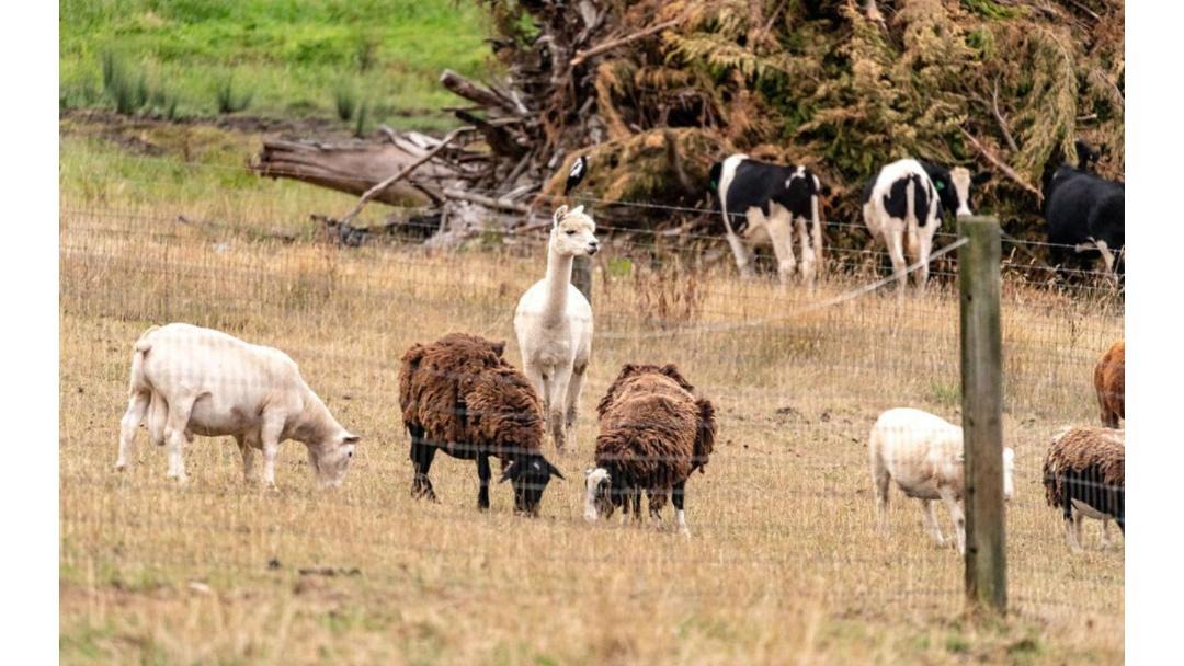 Photo of Others in Warragul South