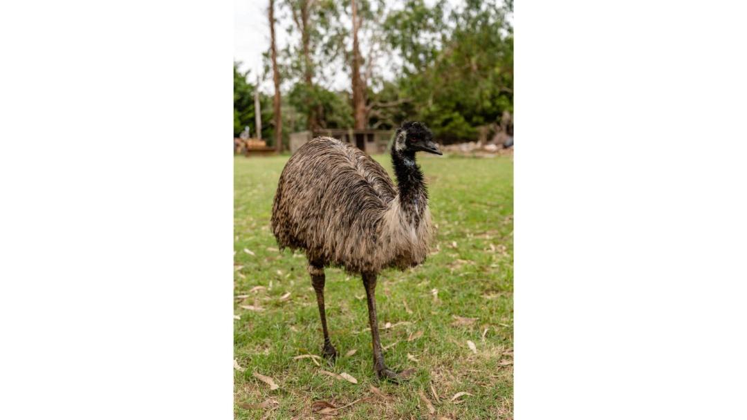 Photo of Others in Warragul South