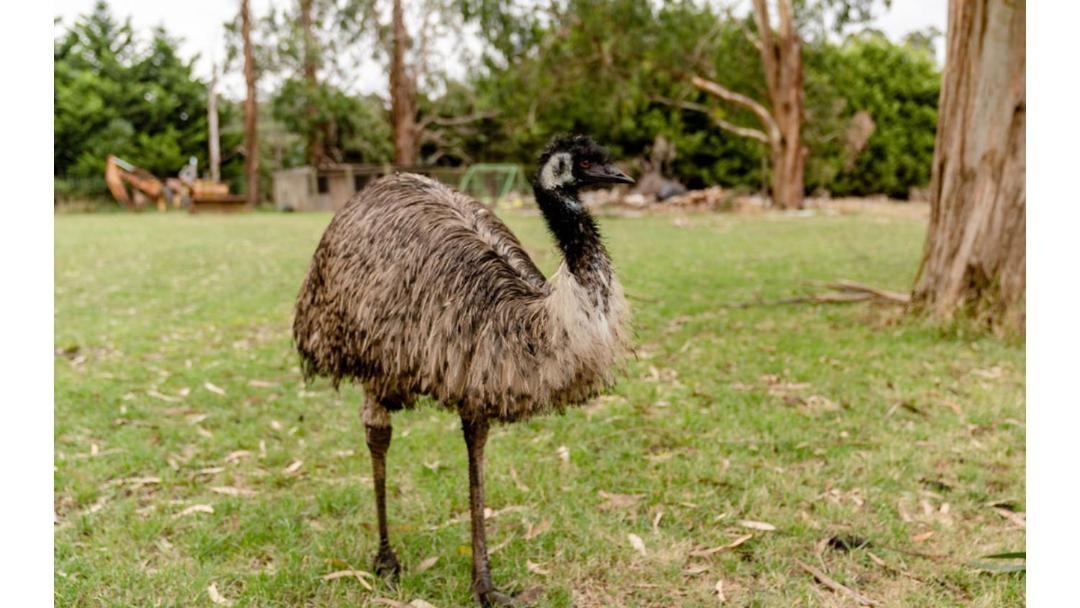 Photo of Others in Warragul South