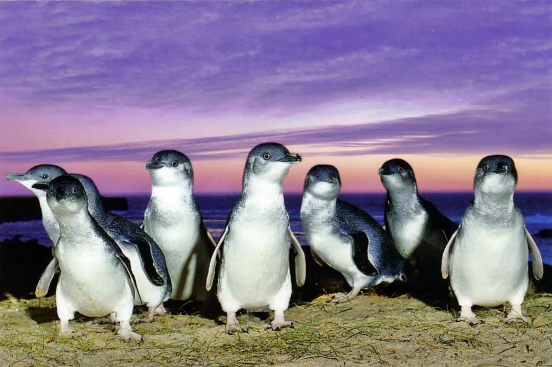 Photo of Others in Kilcunda