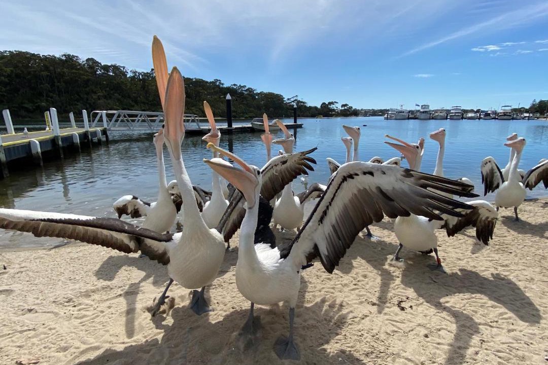 Photo of Others in Lakes Entrance