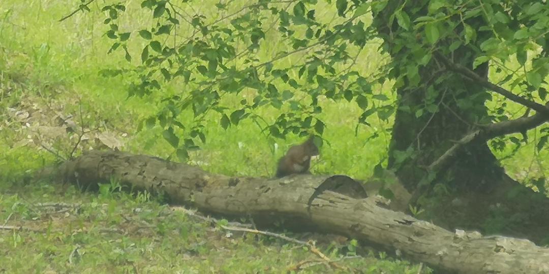 Photo of Others in Radda in Chianti