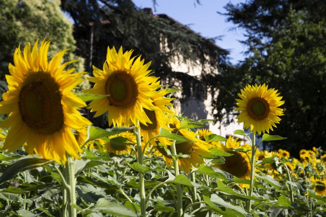 Photo of Others in Borgo San Lorenzo