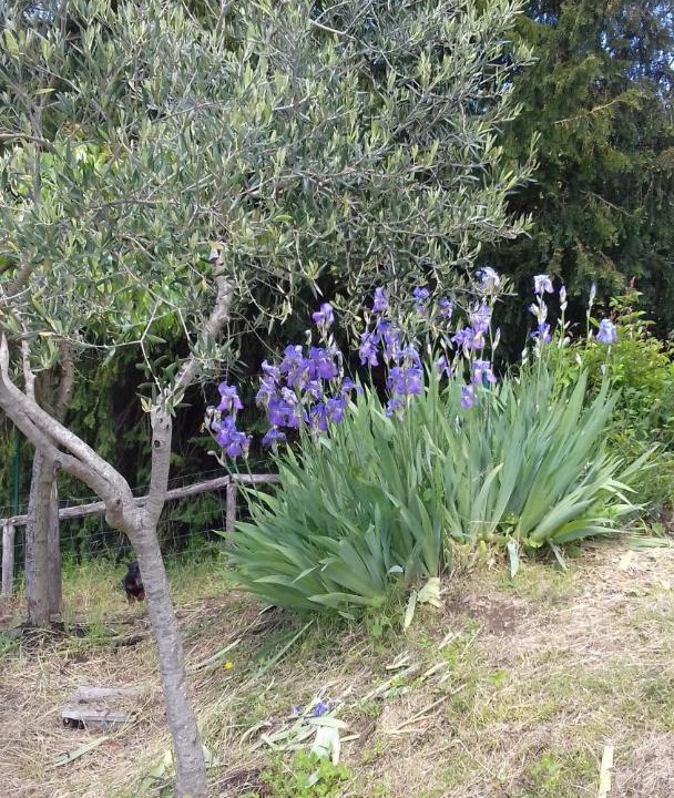 Photo of Others in Pieve Fosciana