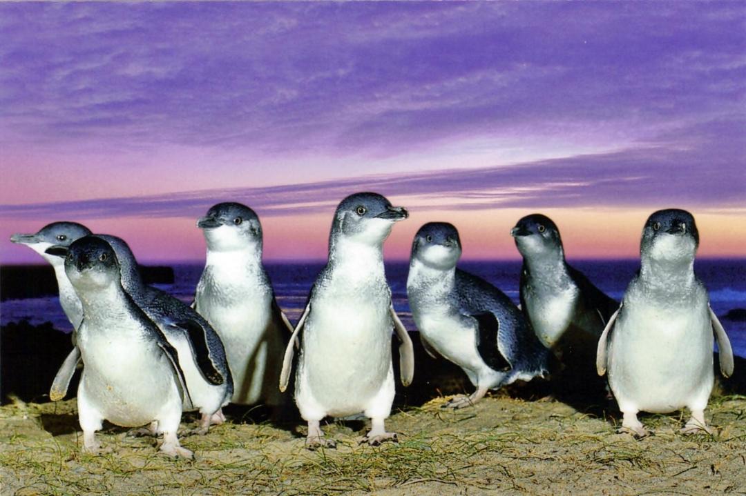 Photo of Others in Kilcunda